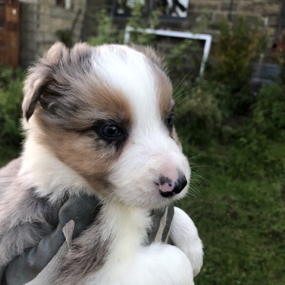Border Collie - Both