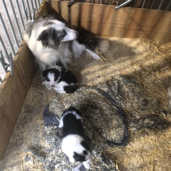 Border Collie - Both