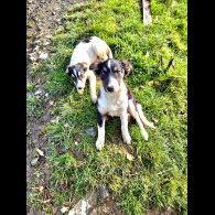 Border Collie - Both