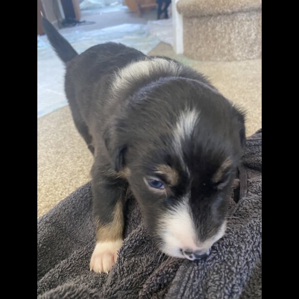 Border Collie - Both