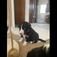 Border Collie - Both