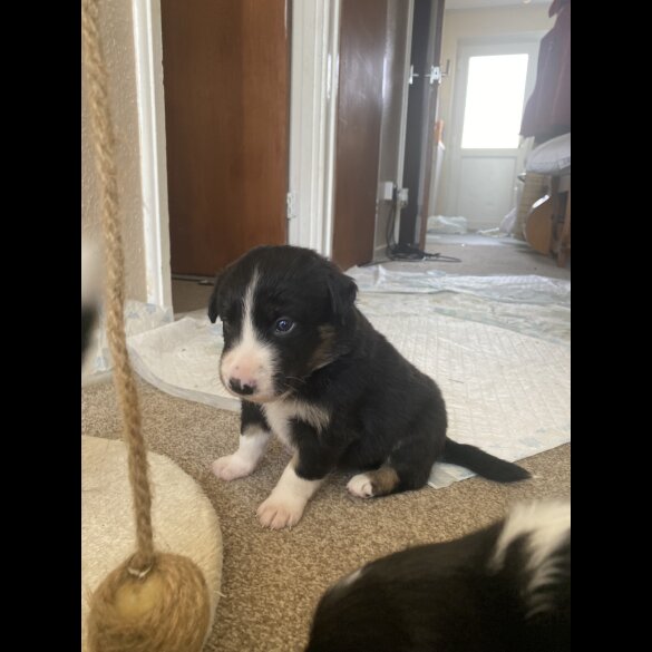 Border Collie - Both