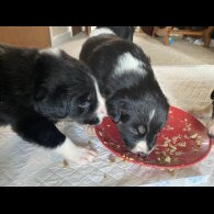 Border Collie - Both
