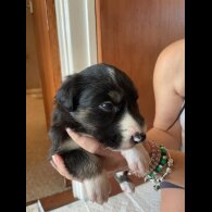 Border Collie - Both