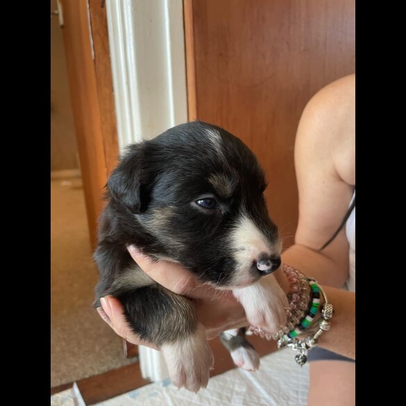 Border Collie - Both