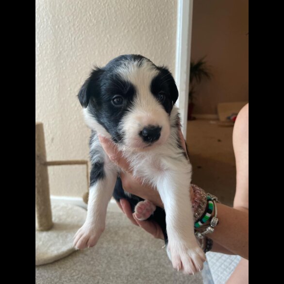 Border Collie - Both