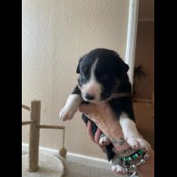 Border Collie - Both