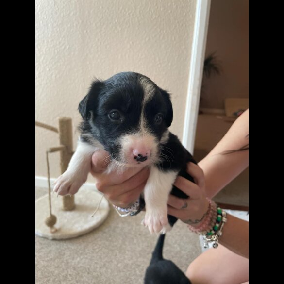 Border Collie - Both