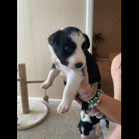 Border Collie - Both