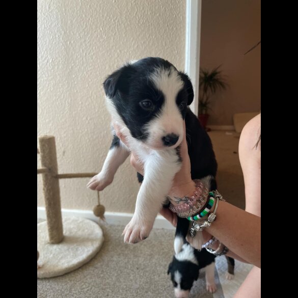 Border Collie - Both