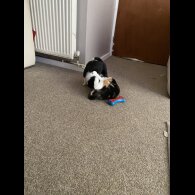 Border Collie - Both
