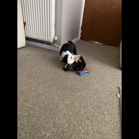 Border Collie - Both