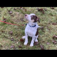 Border Collie - Dogs