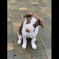 Border Collie - Dogs