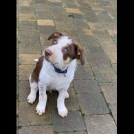 Border Collie - Dogs
