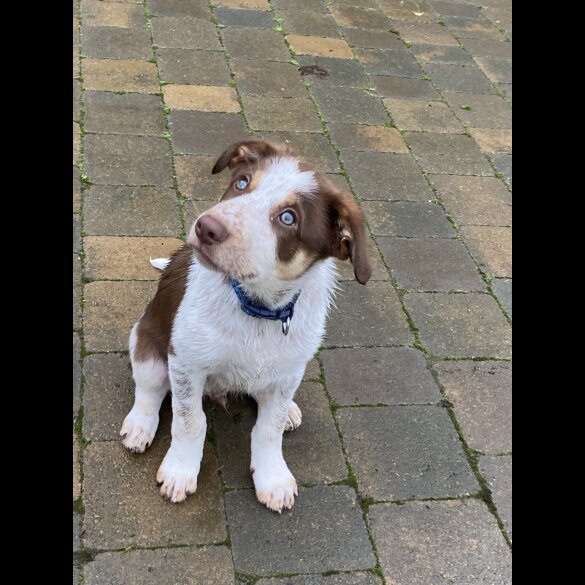 Border Collie - Dogs