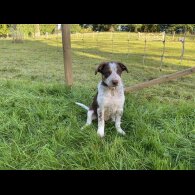 Border Collie - Dogs