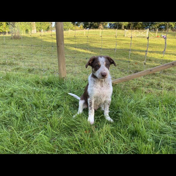 Border Collie - Dogs