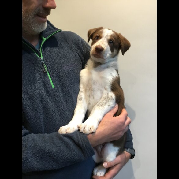 Border Collie - Dogs