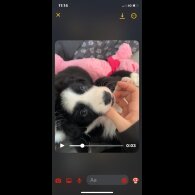 Border Collie - Both