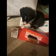 Border Collie - Both