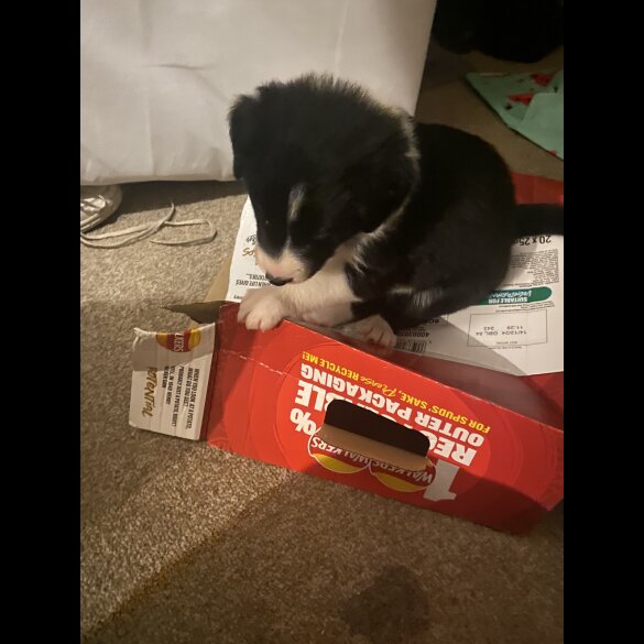 Border Collie - Both