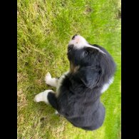 Border Collie - Both