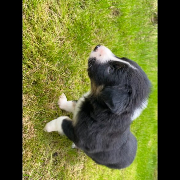 Border Collie - Both