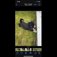 Border Collie - Both