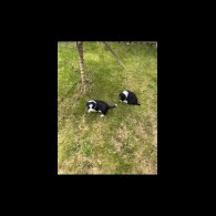 Border Collie - Both