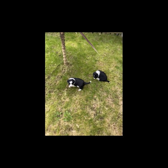 Border Collie - Both