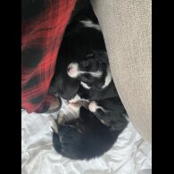Border Collie - Both