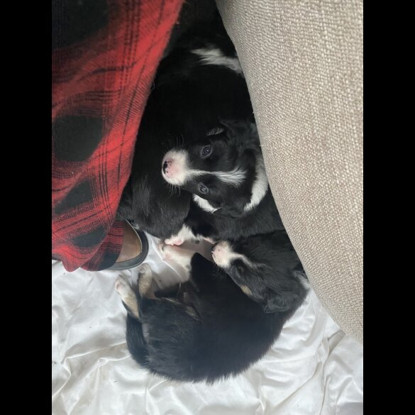 Border Collie - Both