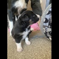 Border Collie - Both