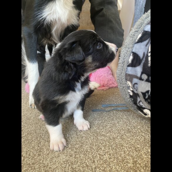Border Collie - Both