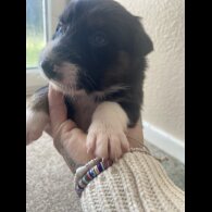 Border Collie - Both