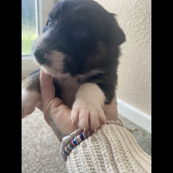 Border Collie - Both