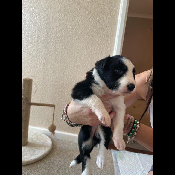 Border Collie - Both