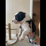 Border Collie - Both