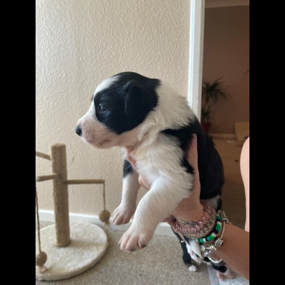 Border Collie - Both