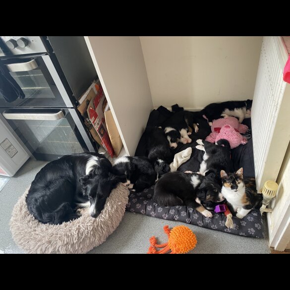 Border Collie - Both