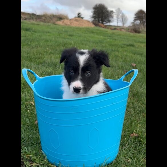 Border Collie - Both