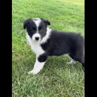 Border Collie - Both