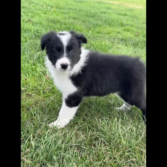 Border Collie - Both