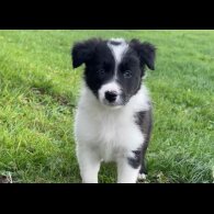 Border Collie - Both