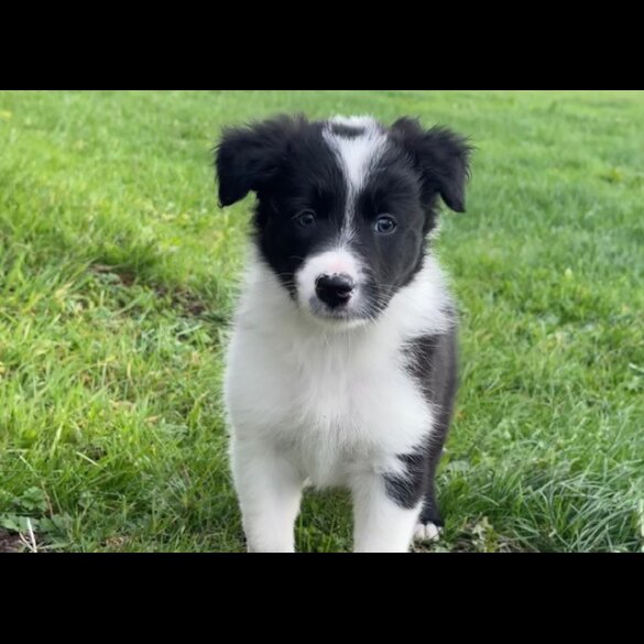 Border Collie - Both