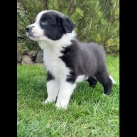 Border Collie - Both