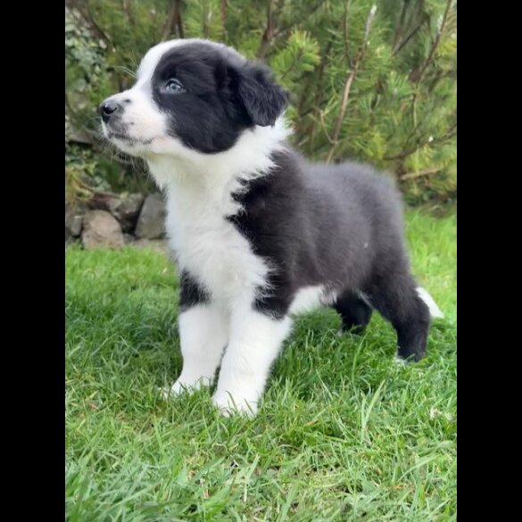 Border Collie - Both
