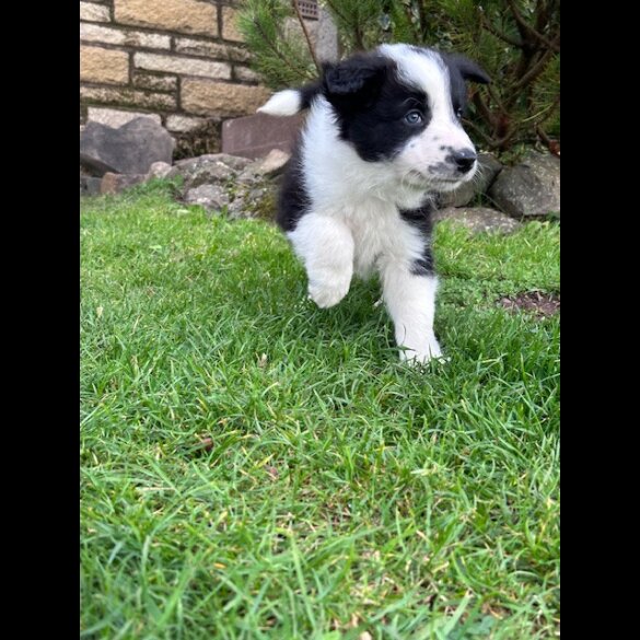 Border Collie - Both