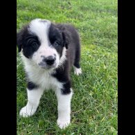 Border Collie - Both